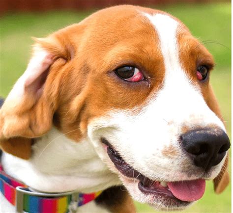 Cherry Eye In Dogs Home Treatment